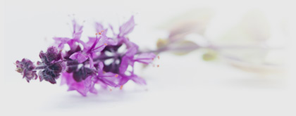 Lavendel